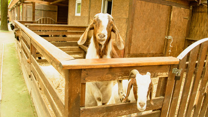 Goat, zoo, agriculture, milk, two goats, domestic animals, farming, cattle breeding, village