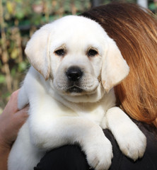 the yellow labrador portrait