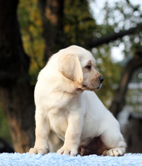 the lovely sweet labrador puppy on a blue background