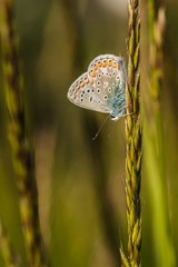 Fragile blue butterfly with orange, brown, white and blue colors and black spots sitting upside down on a piece of green grass. Sunny summer day in nature. Vertical image.