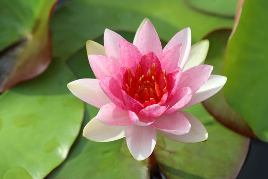 Closeup to pink lotus blooming in the pond.