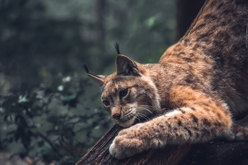 Lynx in a wildpark of Saxon Switzerland