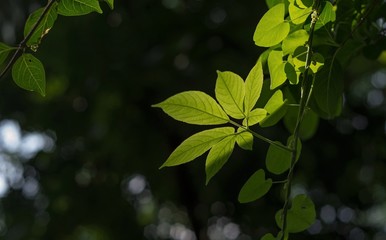 Fototapeta na wymiar Green leaf and back light