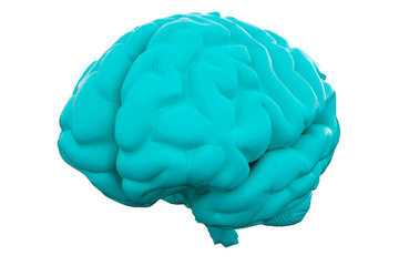 Blue Human brain on white background. Anatomical Model, 3d illustration