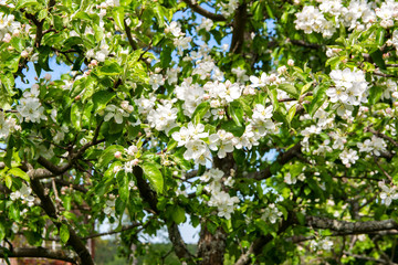 Blooming apple tree, Kirkkonummi, Finland