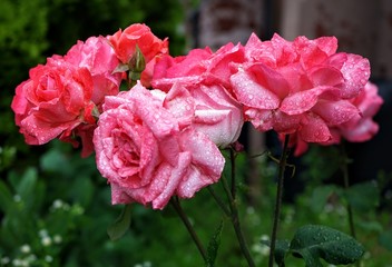 Raindrops on a Isolated Pink Rose