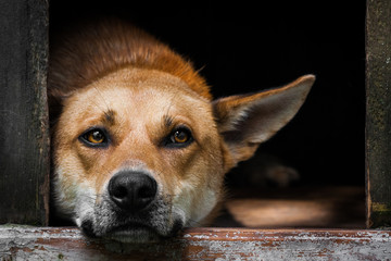 Sad view of an alone brown dog lying in the kennel - an old wooden house