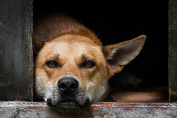 Sad view of an alone brown dog lying in the kennel - an old wooden house