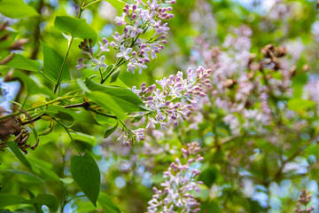 Lilac (Syringa vulgaris) blooming, Finland