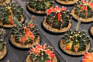 Variety cactus in plant shop.