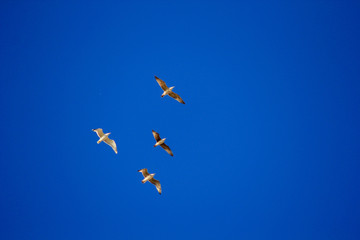 gaviotas volando cielo azul