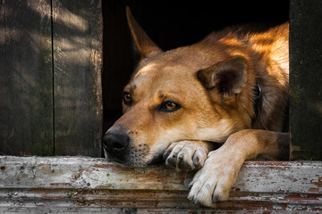 Sad view of an alone brown dog lying in the kennel - an old wooden house
