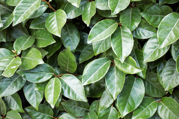 Closeup green leaves of Laurustinus (Viburnum tinus). Nature background