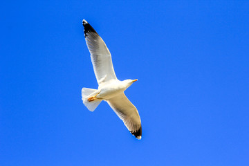 gaviota en el puerto volando pez 
