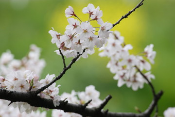 春の満開の桜の花