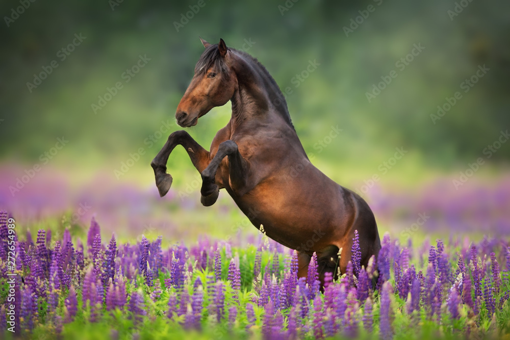 Wall mural horse running in a field