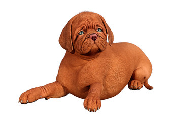 3D Rendering Puppy on White