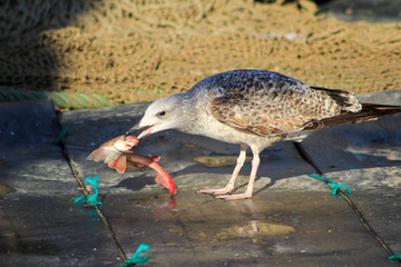 gaviota en el puerto volando pez 