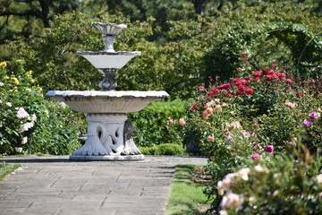バラ園の噴水