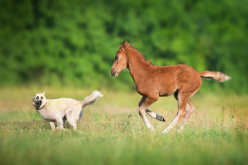 Obraz na płótnie Canvas Foal run and play with dog