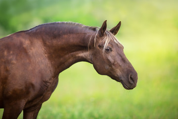 Horse close up portrait on green background