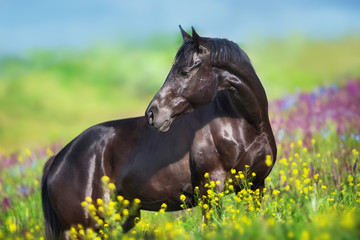 Black horse in flowers field close up portrait