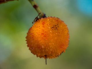 Obraz premium Macro fruta naranja 