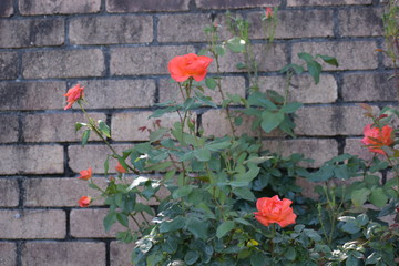 プリンセス・ミチコ（バラ）