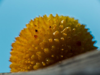 Macro fruta naranja 