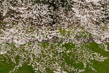 春の満開の桜の花