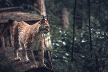 Lynx in a wildpark of Saxon Switzerland