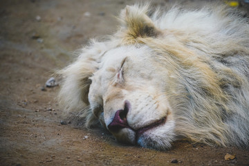 the old lion sleeping on the ground
