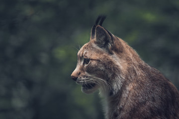 Lynx in a wildpark of Saxon Switzerland