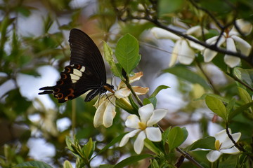 クチナシの蜜を吸うモンキアゲハ