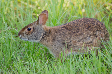 Florida Marsh Rabbit (Sylvilagus palustris paludicola)