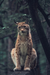 Lynx in a wildpark of Saxon Switzerland