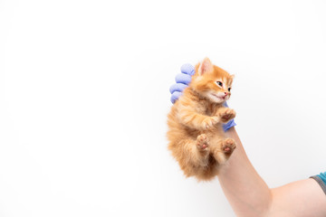 Checkup and treatment of a ginger kitten by a doctor at a vet clinic isolated on white background, vaccination of pets.