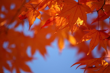 maple leaves in autumn