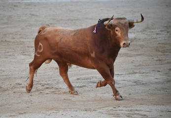 toro en españa en corrida de toros