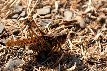grasshopper on dry grass, close up