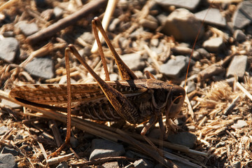 grasshopper on dry grass, close up