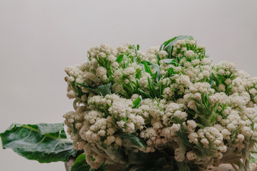 Cauliflower lies on wooden chair
