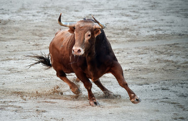 toro en españa en corrida de toros