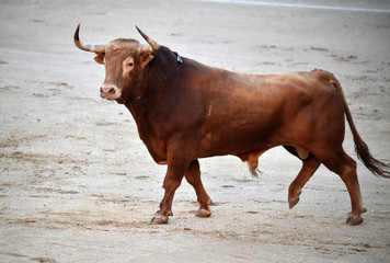 toro en españa en corrida de toros