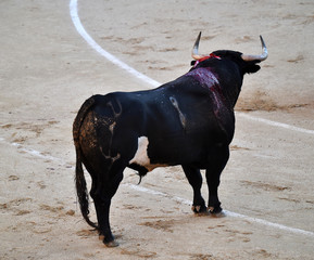 toro bravo español