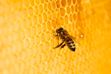 Bee in honeycomb - obrazy, fototapety, plakaty
