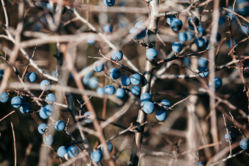 Ripe berry turn