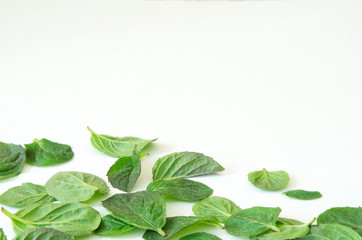 Turkish mint leafs on white background.  - Image