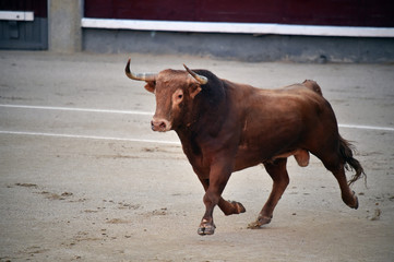 bull  in spain on bullring