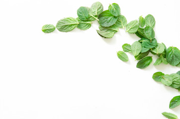 Turkish mint leafs on white background.  - Image